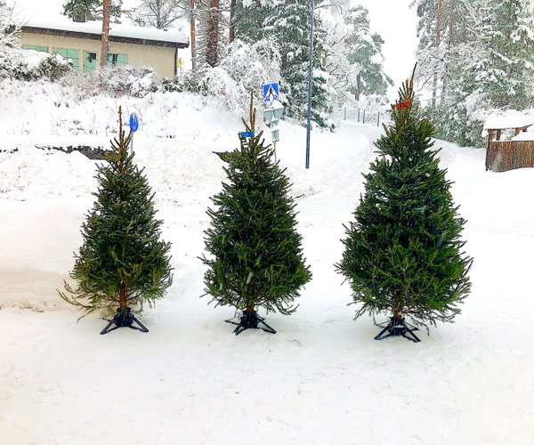 Tre julgranar i rad på en snöig gård, vars storlek ökar från vänster till höger.