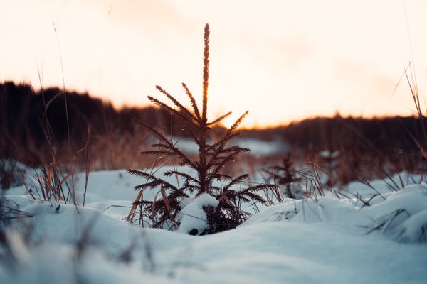 Joulukuusen taimi lumisella pellolla laskevan auringon valossa.