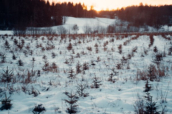 Luminen pelto, jossa kasvaa joulukuusentaimia.