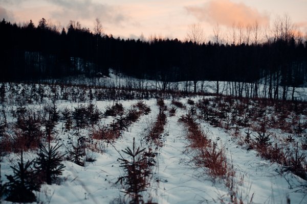 Joulukuusentaimia kasvaa riveissä lumisella pellolla.